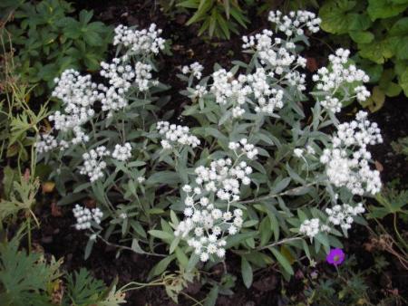 gallery_13303_4078_92707.jpg