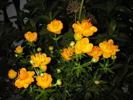 gallery_13303_4078_95498.jpg