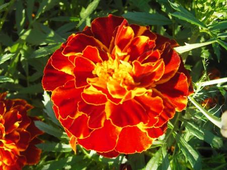 gallery_13303_4079_109207.jpg