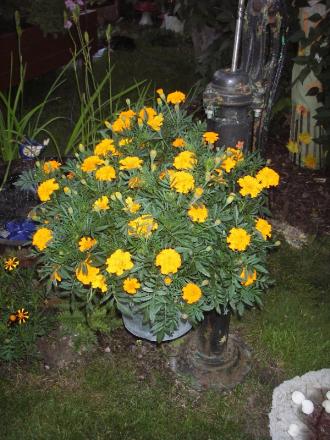 gallery_13303_4079_36206.jpg