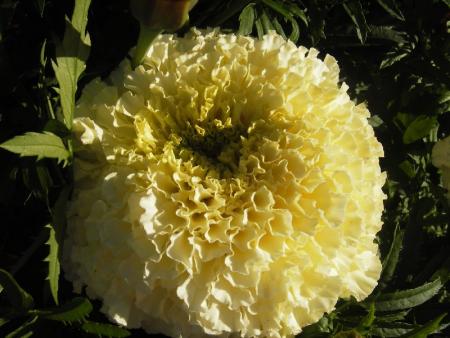 gallery_13303_4079_45539.jpg