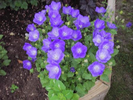 gallery_13303_4078_58483.jpg