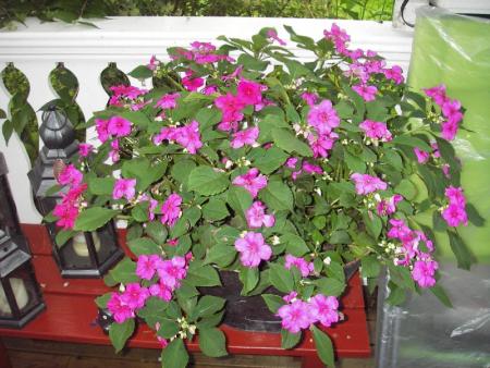 gallery_13303_4084_4611.jpg
