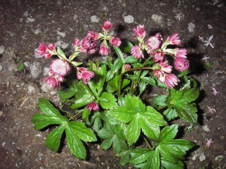 gallery_13303_4087_151185.jpg
