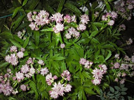 gallery_13303_4087_59843.jpg