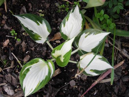 gallery_13303_4092_53805.jpg