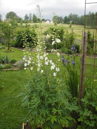 gallery_13303_4093_17132.jpg