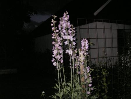 gallery_13303_4093_50309.jpg