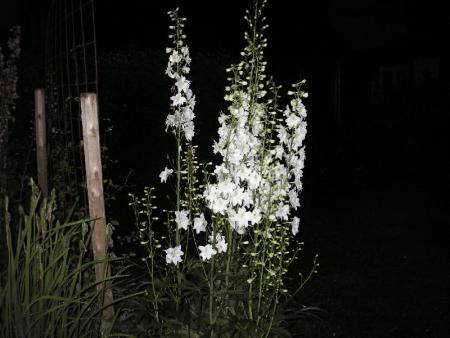 gallery_13303_4093_53436.jpg