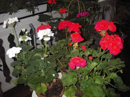 gallery_13303_4094_129974.jpg