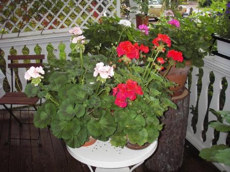 gallery_13303_4094_36657.jpg