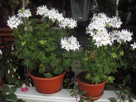 gallery_13303_4094_53057.jpg