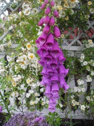 gallery_13303_4095_111336.jpg