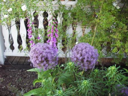 gallery_13303_4095_76130.jpg
