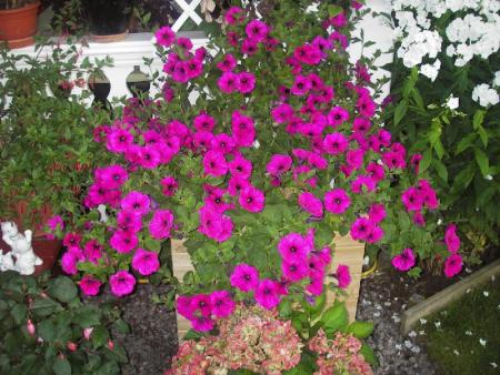 gallery_13303_4096_60070.jpg