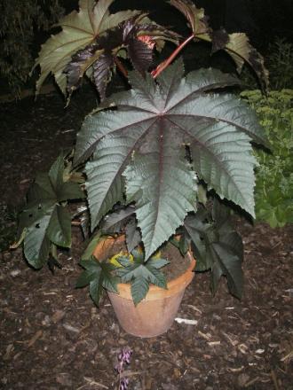 gallery_13303_4097_139550.jpg