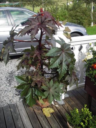 gallery_13303_4097_50083.jpg