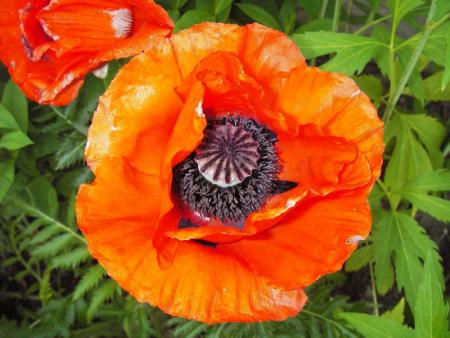 gallery_13303_4099_113137.jpg