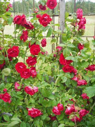 gallery_13303_4101_141916.jpg