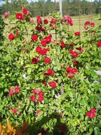 gallery_13303_4101_214193.jpg