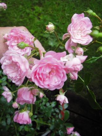 gallery_13303_4101_2762.jpg