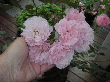 gallery_13303_4101_50417.jpg