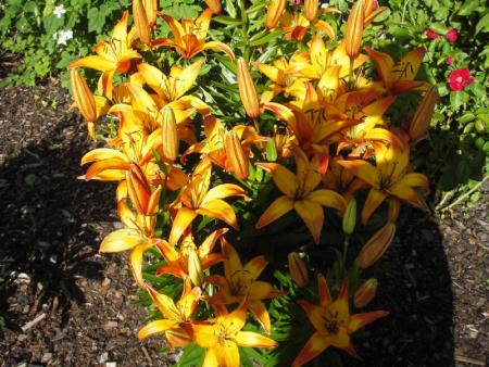 gallery_13303_4103_108856.jpg