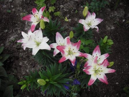 gallery_13303_4103_125506.jpg