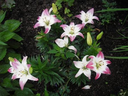 gallery_13303_4103_14141.jpg