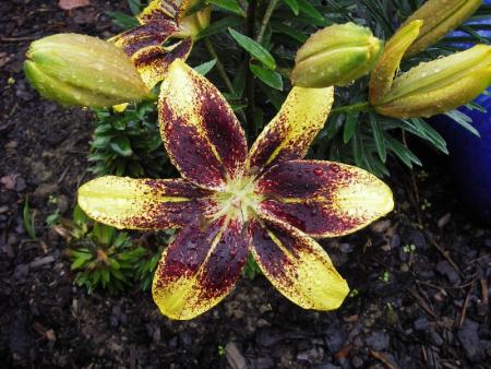 gallery_13303_4103_151133.jpg