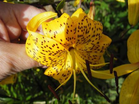 gallery_13303_4103_18259.jpg