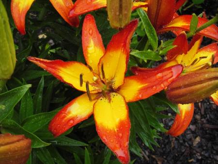 gallery_13303_4103_23482.jpg