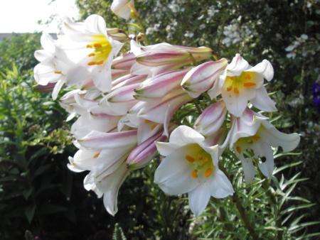 gallery_13303_4103_44957.jpg