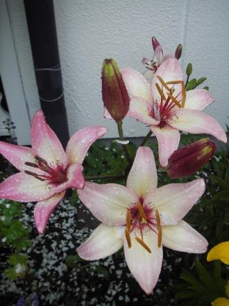 gallery_13303_4103_50772.jpg