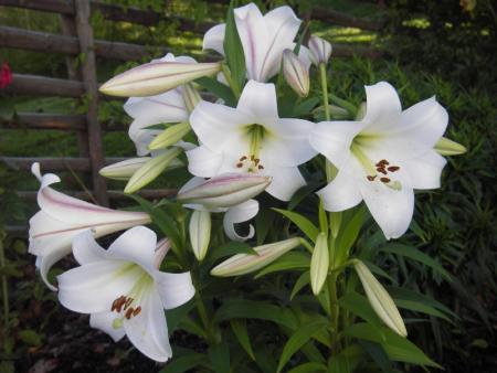 gallery_13303_4103_50845.jpg