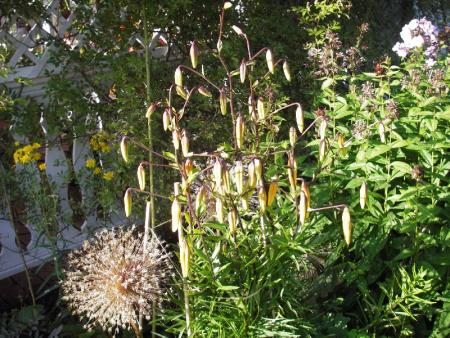 gallery_13303_4103_73698.jpg