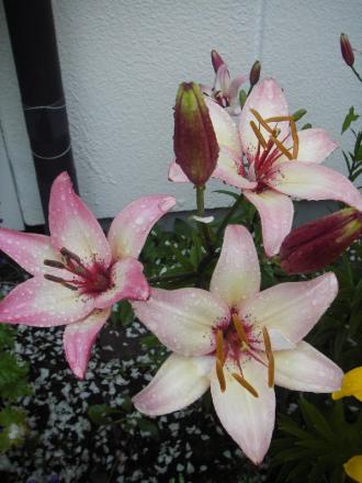 gallery_13303_4103_78622.jpg