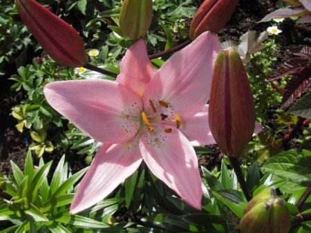 gallery_13303_4103_96669.jpg