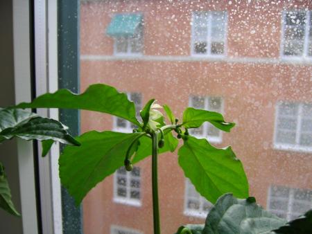 gallery_26579_4025_101382.jpg