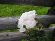 tn_gallery_13303_4101_16475.jpg