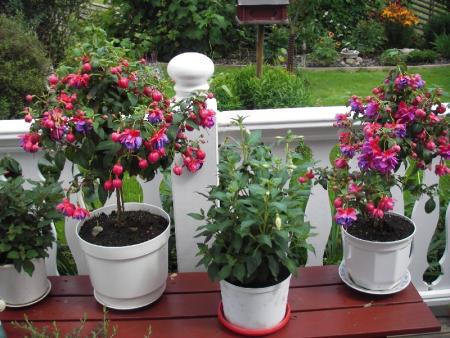 gallery_13303_4104_117881.jpg