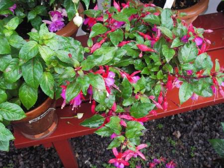 gallery_13303_4104_135840.jpg