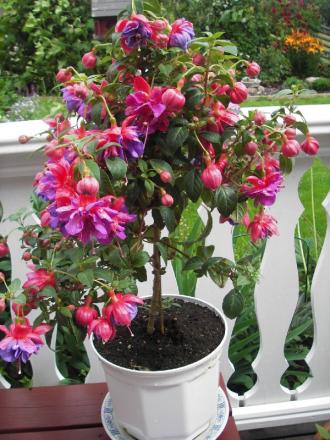 gallery_13303_4104_16073.jpg