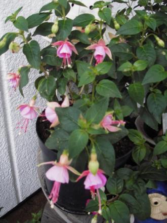 gallery_13303_4104_37140.jpg