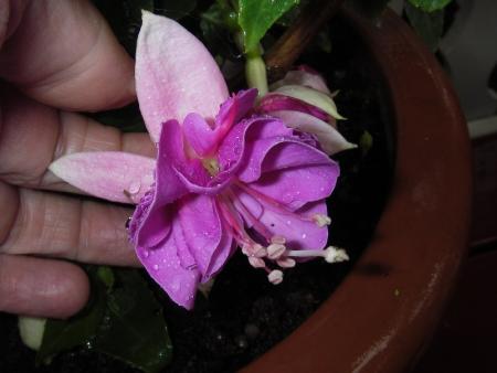 gallery_13303_4104_41856.jpg