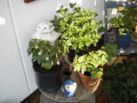 gallery_13303_4104_44388.jpg