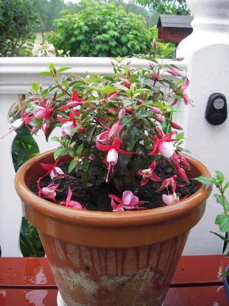gallery_13303_4104_73057.jpg