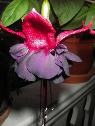 gallery_13303_4104_75353.jpg