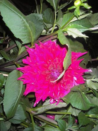 gallery_13303_4105_10549.jpg
