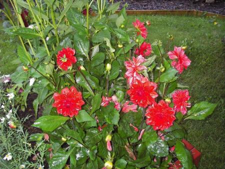 gallery_13303_4105_15116.jpg